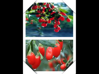 The purpose of  the wolfberry ectract