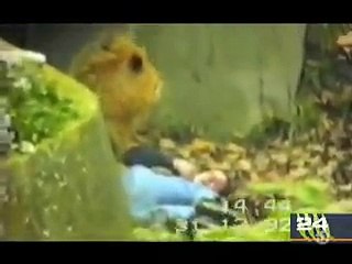 When animals attack _See What Happens