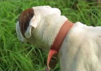 Short Film Shows Dog's Struggle With Flowers