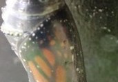Endangered Monarch Butterfly Emerges From Chrysalis