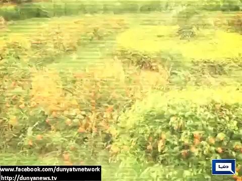 Dunya News Headlines 13 January 2015_ Rain and snowfall hit different areas of P