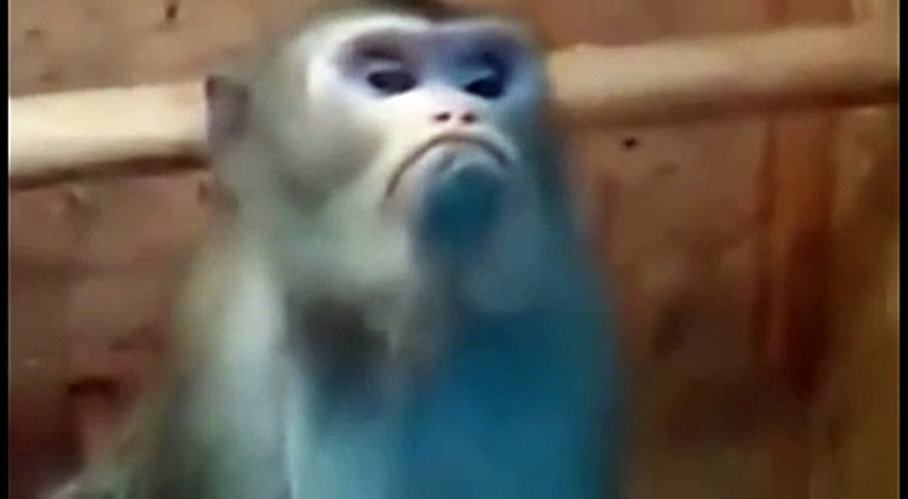 Affe ist beleidigt und schmollt