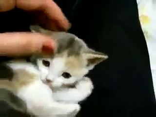 Small Cute Kitten - Love Kittens