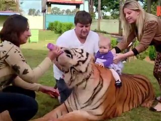 OMG..BIG TIGER ..Family Share Home With Pet Tigers