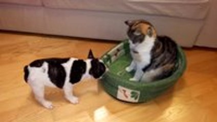 Puppy Tries to Reclaim Bed