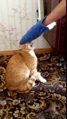 Taí o motivo do porque você não deve deixar seu gato puto