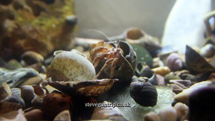 Slow motion footage of Hermit Crab Changes Shell