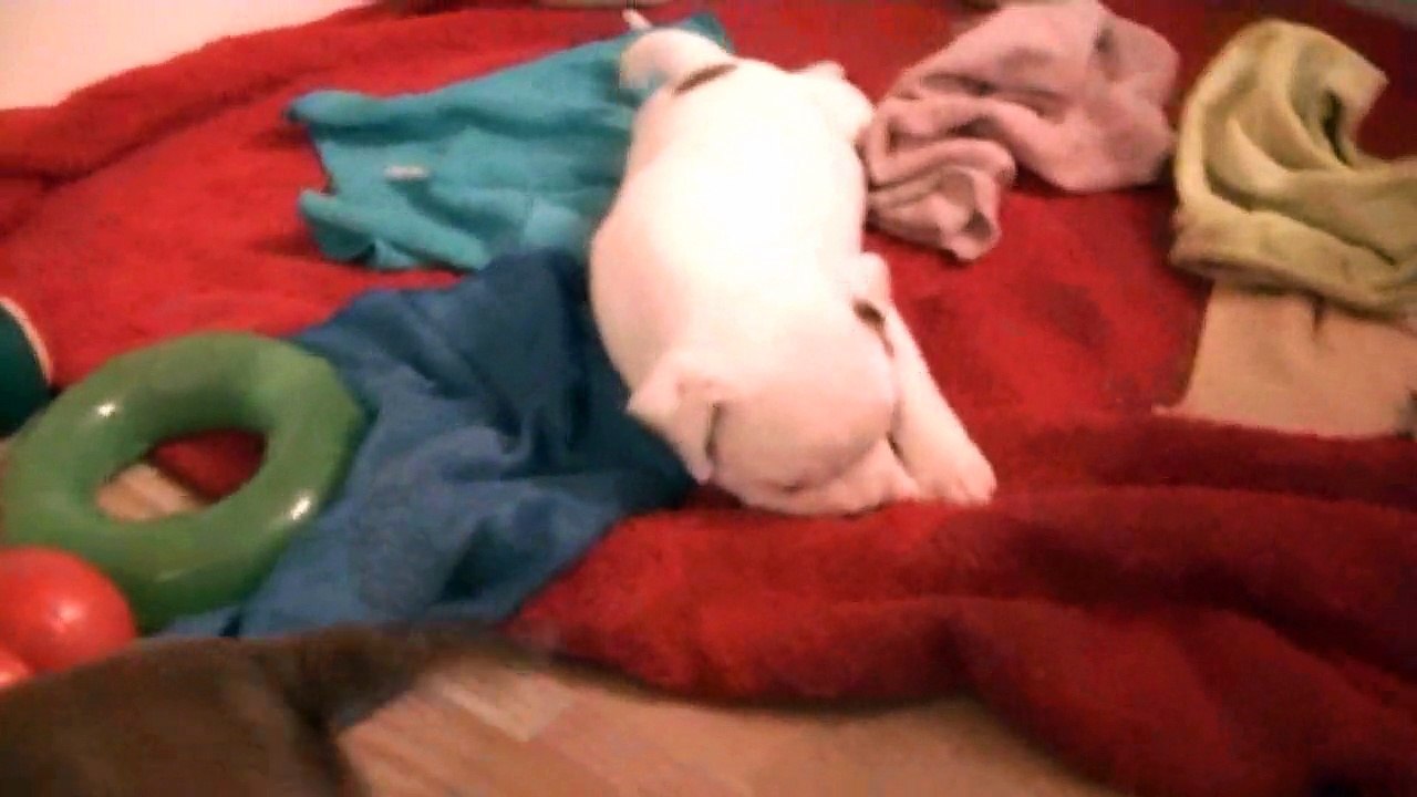 55ème vidéo de chiot staffie de la 18ème portée de Staffordland