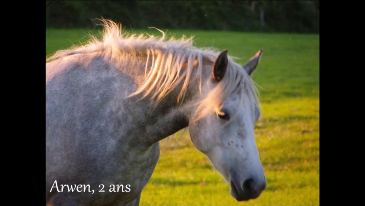 Arwen