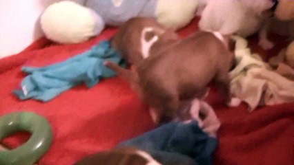 56ème vidéo de chiot staffie de la 18ème portée de Staffordland