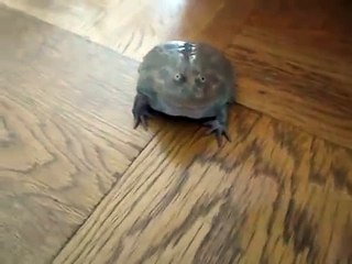 Hurlement de grenouille