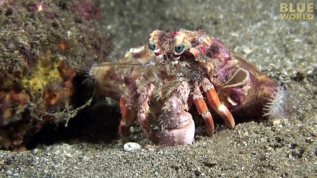 Un bernard l'hermite change de coquille