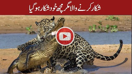 Jaguar Attacks Crocodile (EXCLUSIVE VIDEO)