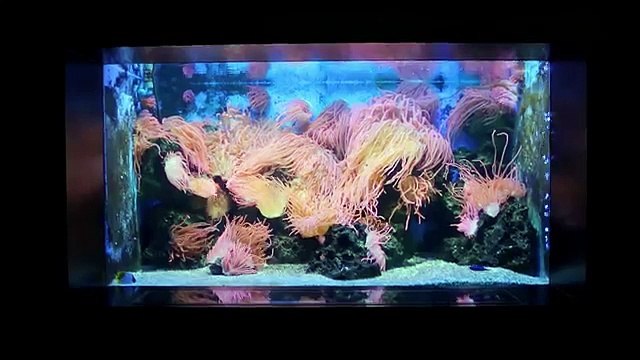 Rosapark pour Thalys - compagnie ferroviaire, «Explore with Thalys» - mai 2014 - Amsterdam