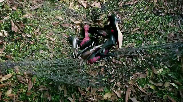 Sarenza - vente de chaussures sur Internet, La jungle - mai 2013