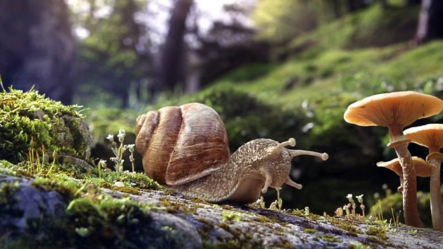 Sequoia - magasins de produits bio, Snail (escargot) , Mantis (mante religieuse) , Skunk (putois) - juin 2011