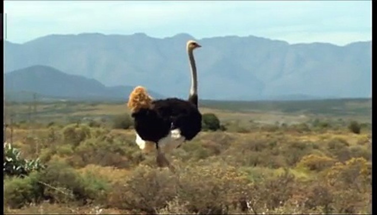 Smart - voiture - avril 2009 - "Open your mind", "Les animaux", autruche
