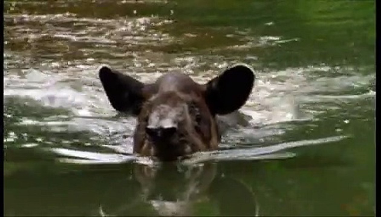 Smart - voiture - avril 2009 - "Open your mind", "Les animaux", tapir