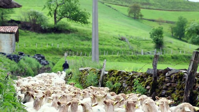 Sopexa pour Filière Pur brebis Pyrénées - fromage, «L'instant gourmand Pur Brebis Pyrénées» - juin 2014