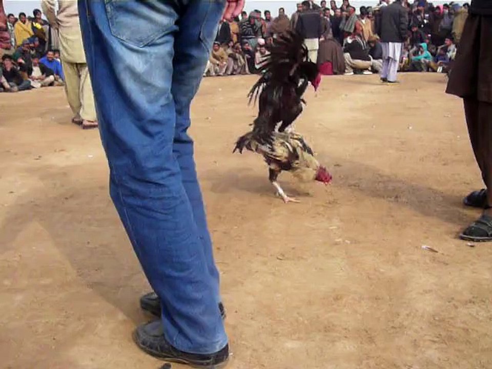 My black rooster round 2