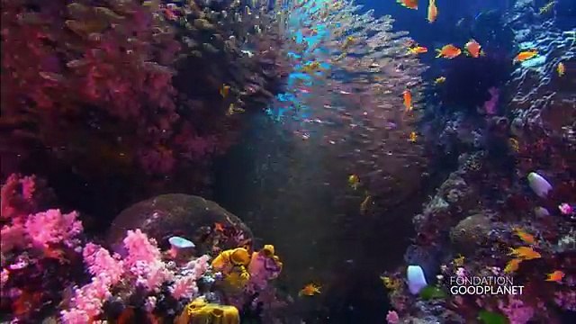 Twinkle Twinkle pour Fondation GoodPlanet - protection des océans, «Planète Océan» - juin 2014