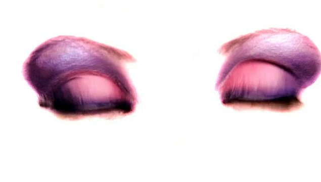 Suzuki - voitures Alto, Swift, Splash - mars 2010 - Les belles de villes