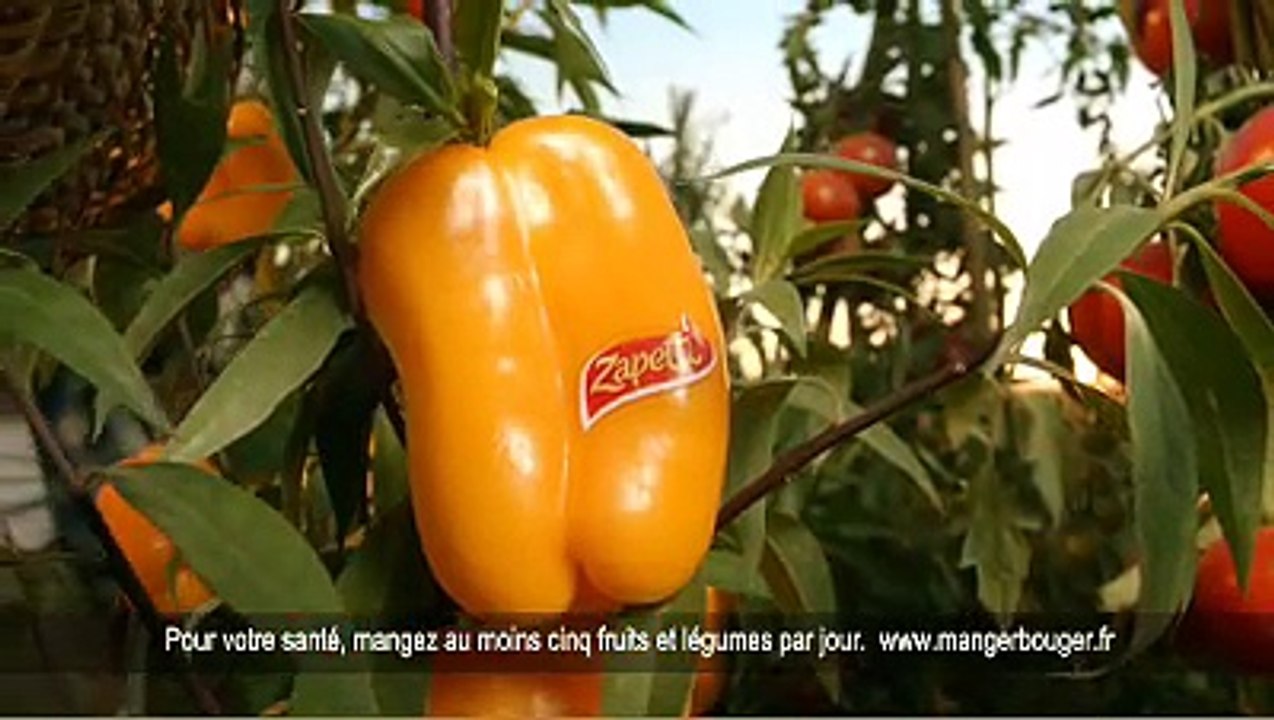 Zapetti - pâtes et sauces à la tomate - mars 2011 - "Âne"
