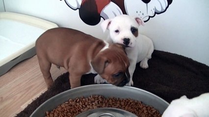 59ème vidéo de chiot staffie de la 18ème portée de Staffordland