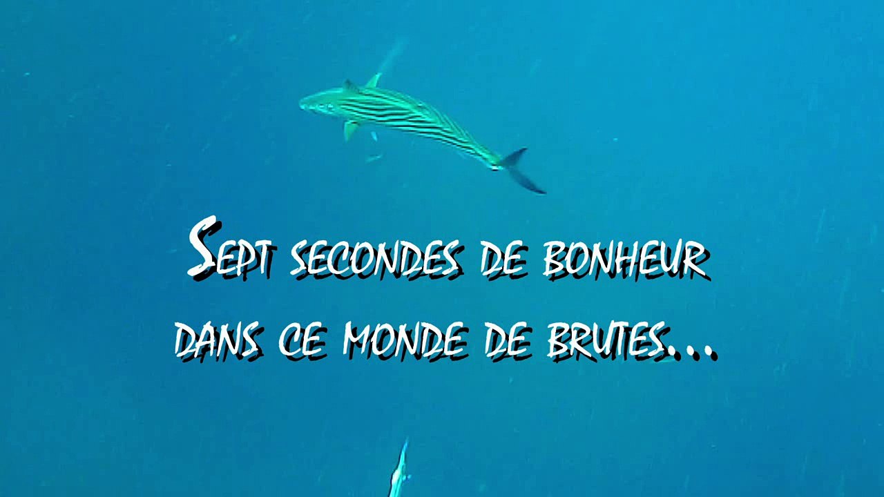 RENCONTRE AVEC UNE PELAMIDE