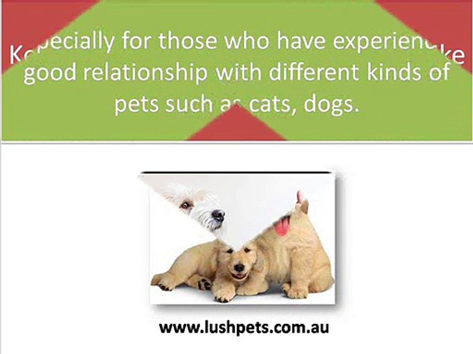 Where to Find the Best Pet Grooming Supplies