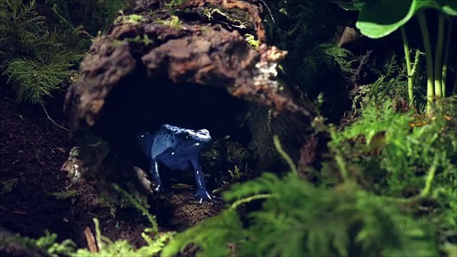 TBWA Paris pour SNCF - compagnie ferroviaire, Micro prix - septembre 2013 - grenouille