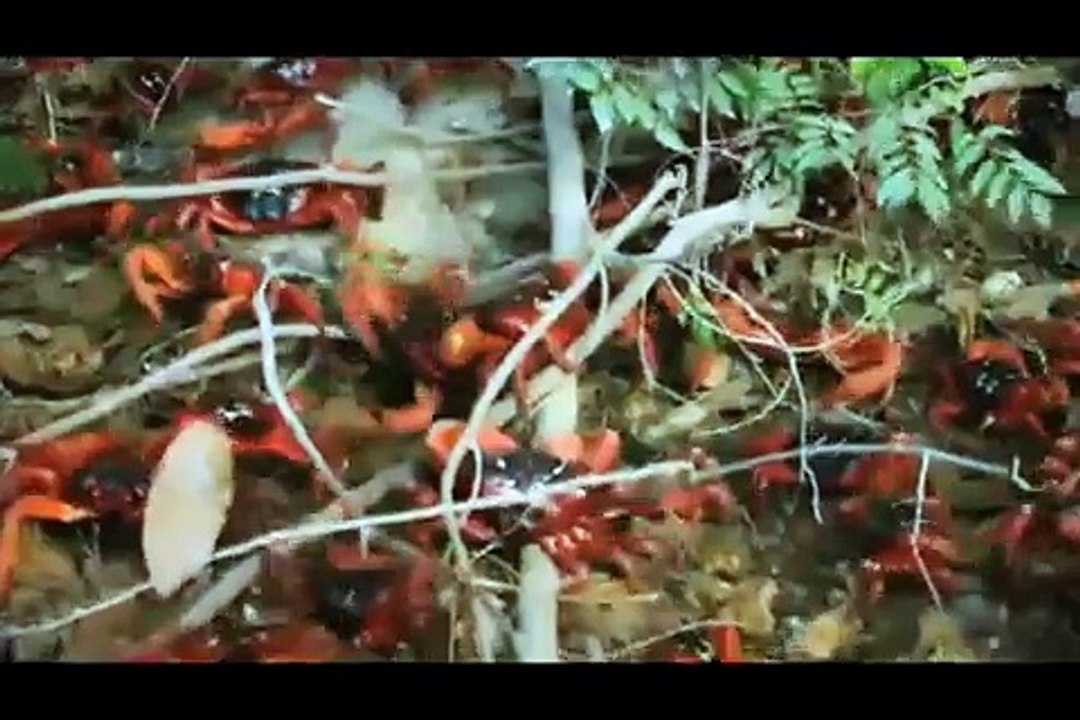 Représentation en France de la Commission européenne - institution européenne - mai 2010 - "Fête de l'Europe", crabes