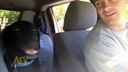 This Dog Really Wants To Go To The Park