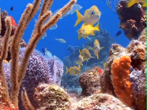 Transavia - compagnie aérienne low cost - septembre 2010 - Partez. Vraiment. , plongée