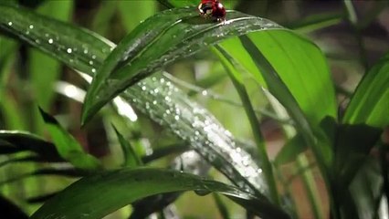 TBWA Paris pour SNCF - compagnie ferroviaire, "Micro prix" - septembre 2013 - coccinelle