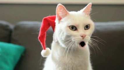 Wal-mart - supermarchés, "Yodeling Cat" - décembre 2011 - "Merry Christmas"