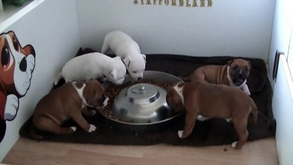 62ème vidéo de chiot staffie de la 18ème portée de Staffordland