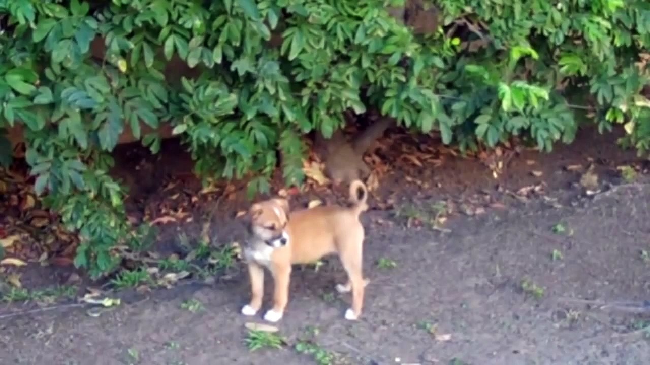 Rescue Dogs