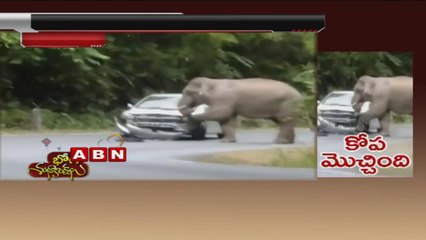 Elephant in heat tries to mount several cars in Thailand - video