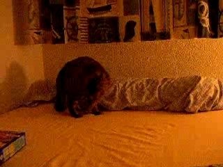 Brindille & son crunch céréales III