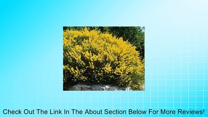 'Spanish Gold' Scotch Broom Shrub - Cytisus purgans - 4" Pot Review