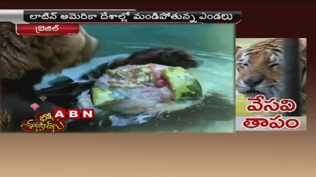 Rio's zoo animals cool off with ice lollies