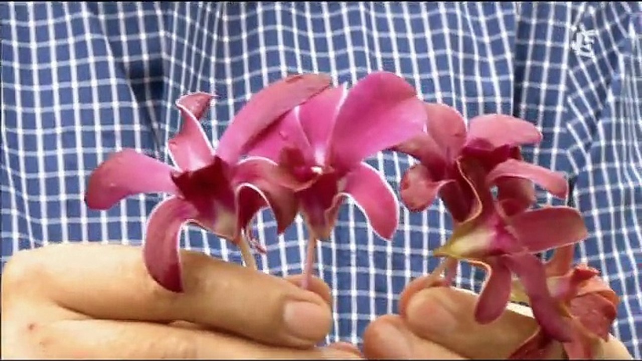 La fièvre de l'orchidée