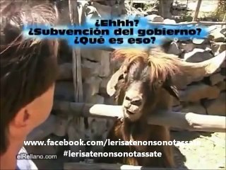 Non si discute di politica con questo caprone.