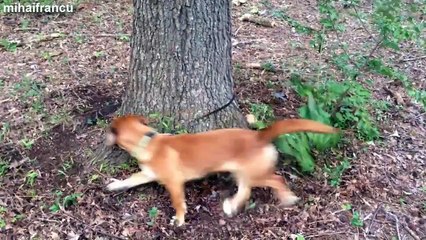 Funny Dogs Chasing Their Own Leash Compilation 2015 [NEW].