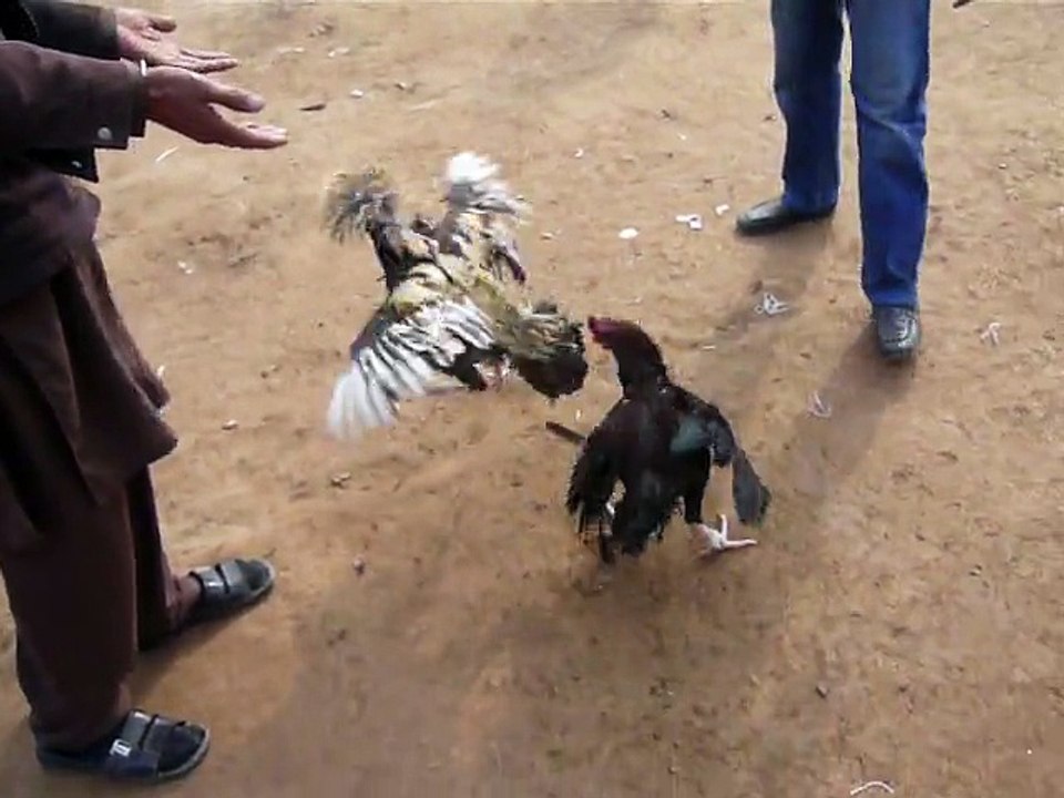 My black rooster continue round 1