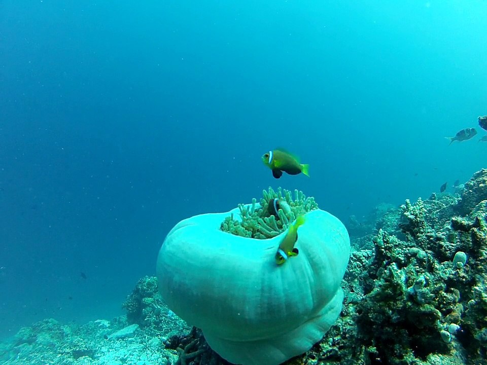 Poisson clown dans son anémone aux Maldives."fihalhohi 2013"