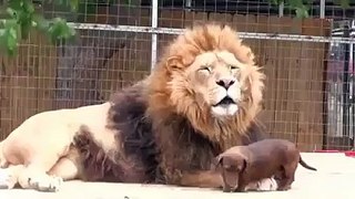 A Dog Loving to Lion