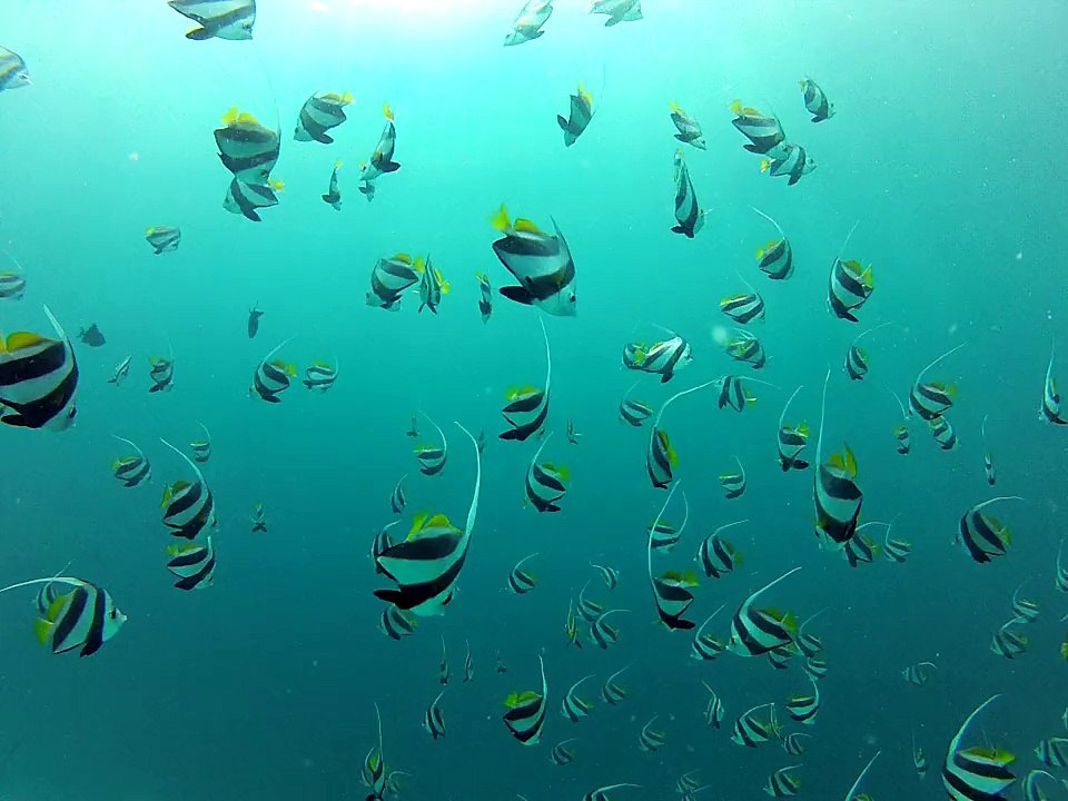 Banc de poissons cochet aux Maldives."fihalhohi 2013"
