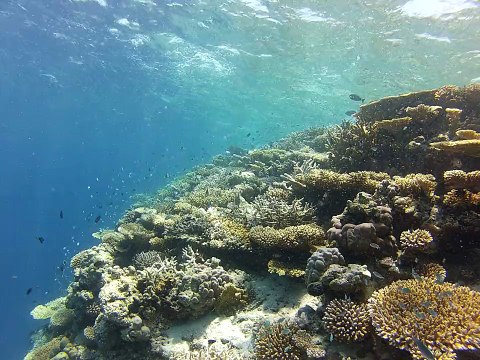 coraux aux Maldives. fihalhohi 2013